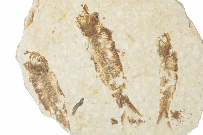 Fossil Fish (Knightia) Mortality Plate - Wyoming #339038